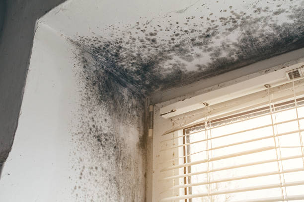 Affordable Mold Remediation solutions in East Lake-Orient Park, FL